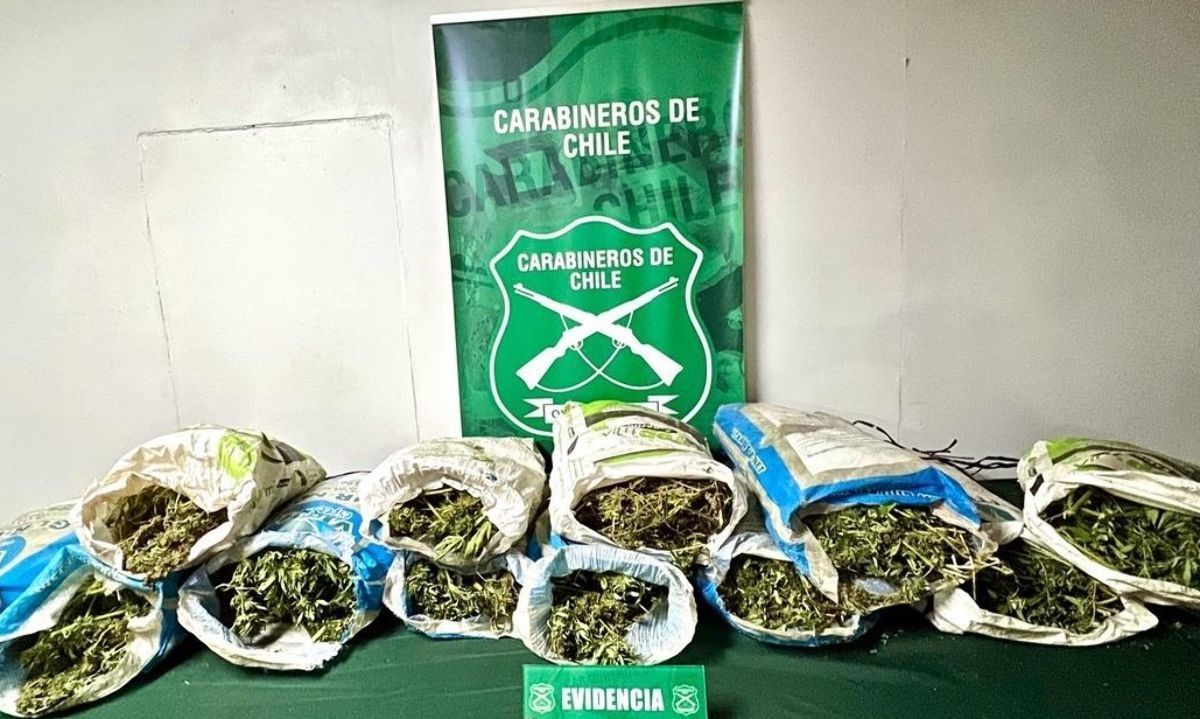 Chimbarongo: Incautan 45 kilos de marihuana en sector Pidihuinco