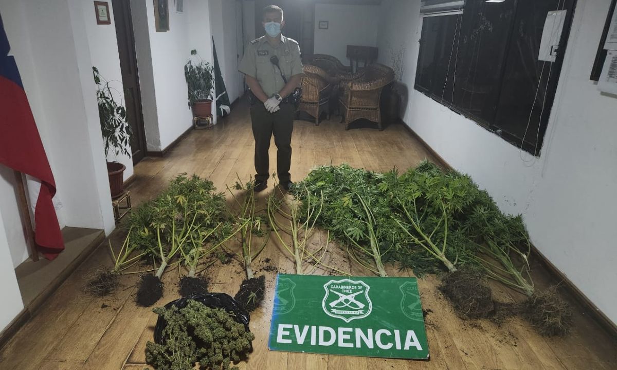 Operativo en Chimbarongo deja un detenido y ocho plantas de marihuana incautadas