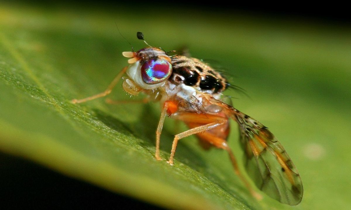 ÚLTIMO MINUTO: Detectan mosca de la fruta en Chimbarongo