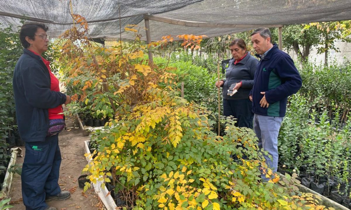 En el Día de la madre CONAF destaca la labor de las mujeres que semillan y dan vida a miles de plantas