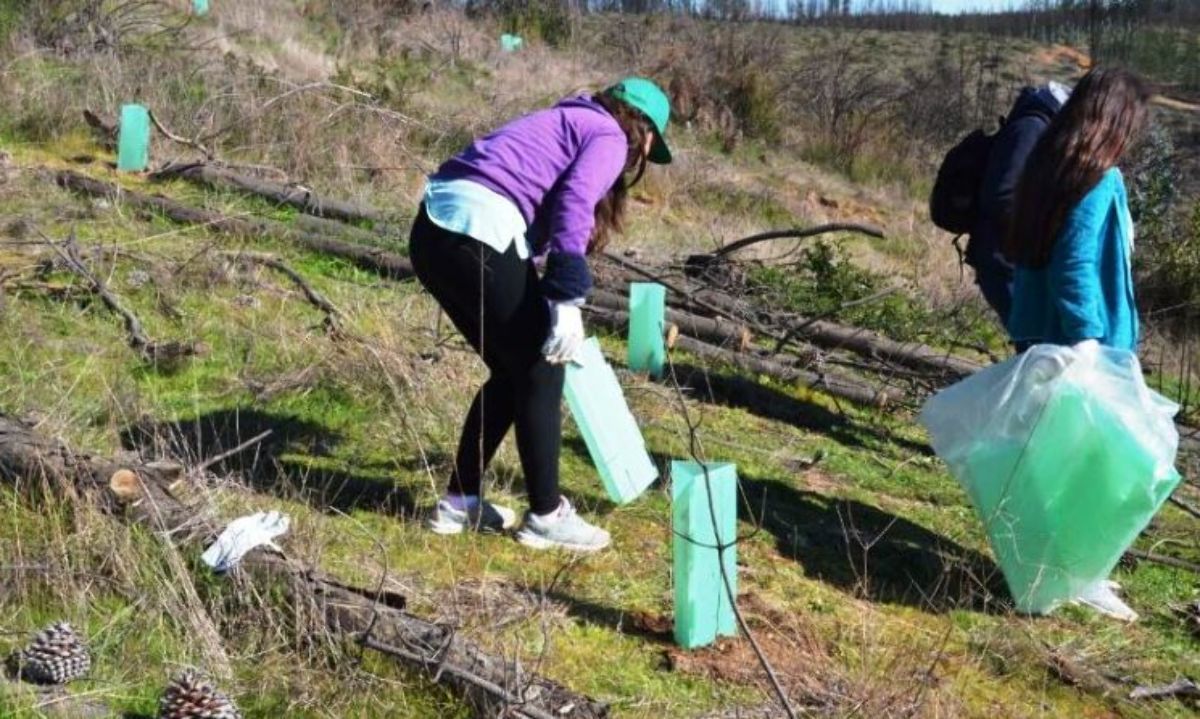 Arborización de CONAF: Generando sinergias con municipios y privados por el medio ambiente 